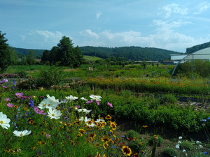 fleurs et jardin
