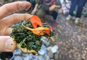 Apéritif à base de plantes