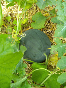 IMG_20240730_102037