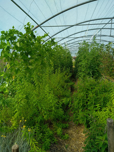 serre avec tomates et verveine