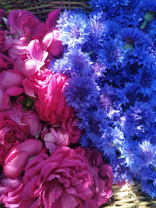 roses et bleuets