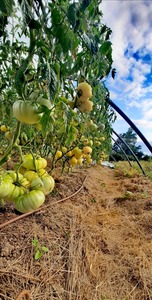 IMG_20220815_075630_072235