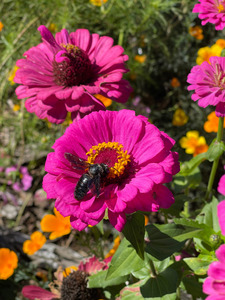 Zinnia et abeille