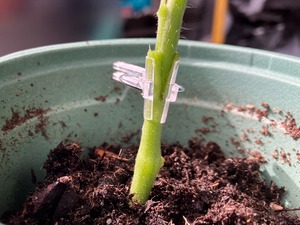 greffer les tomates