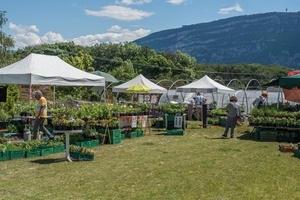 Marché aux plantons Genève