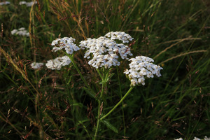 Achillée fleurs