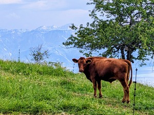 Boeufs