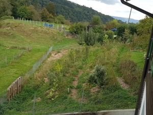 Forêt jardin 