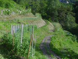 Terrassen_Raffilji_1