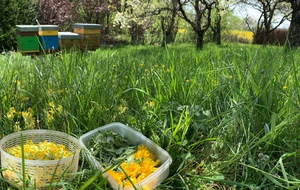 spring garden bees, dandelions, coucou